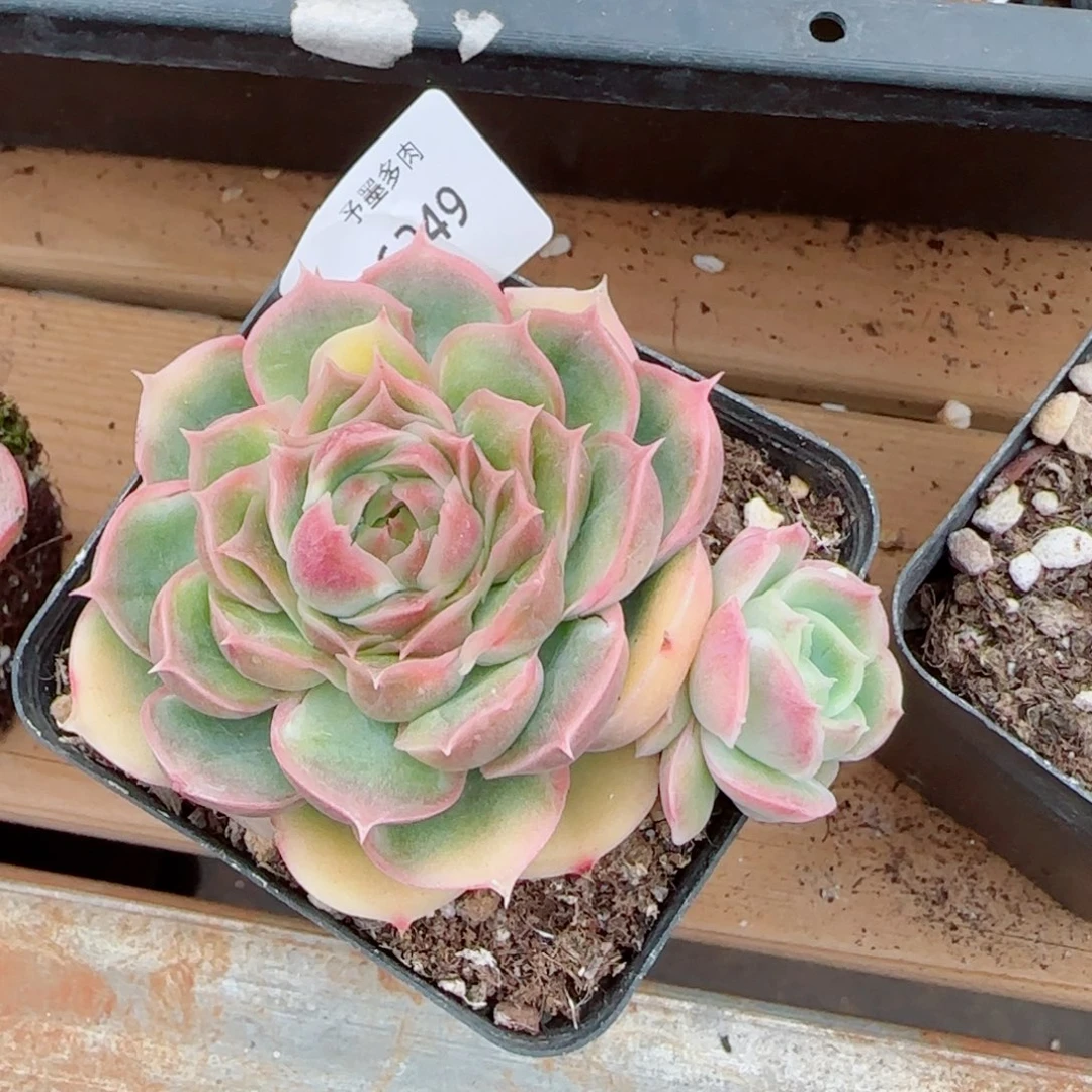 水晶虾饺，6249多肉植物