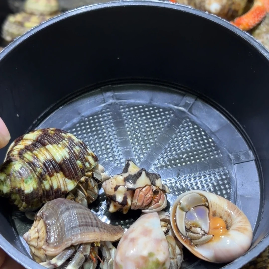 活体寄居蟹 不退不换 27