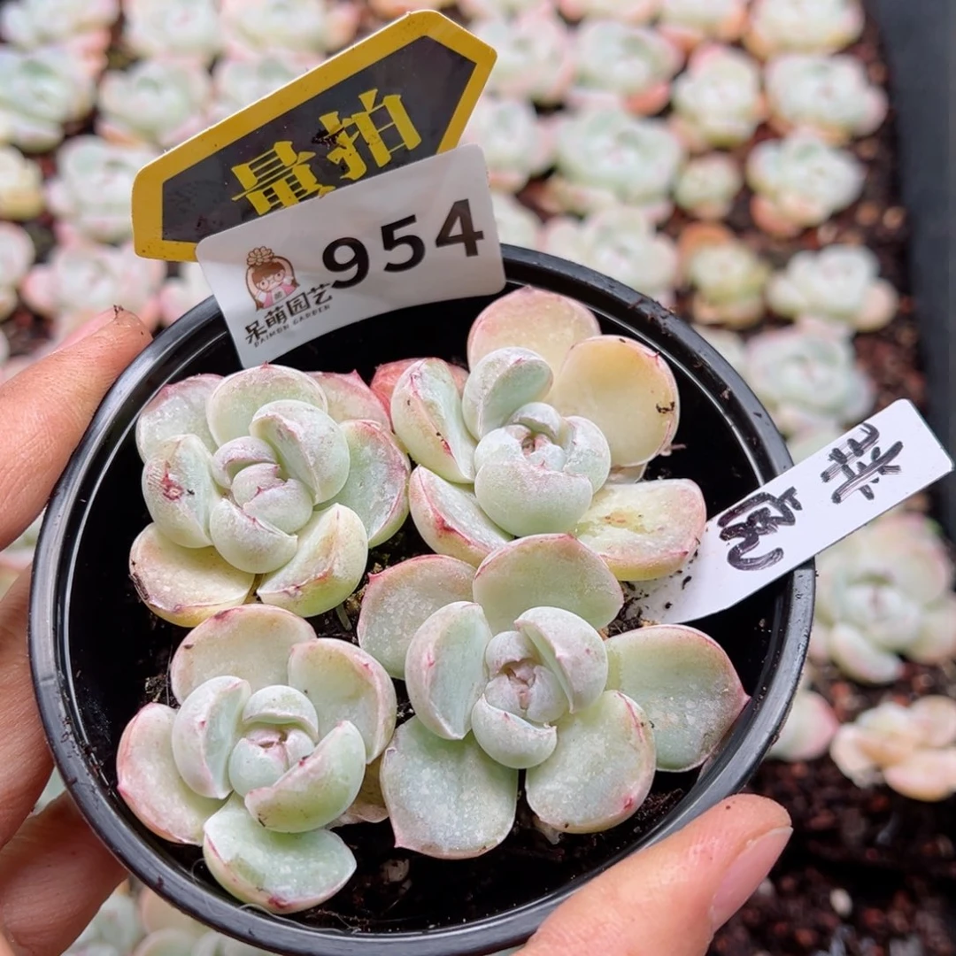 多肉植物多肉植物