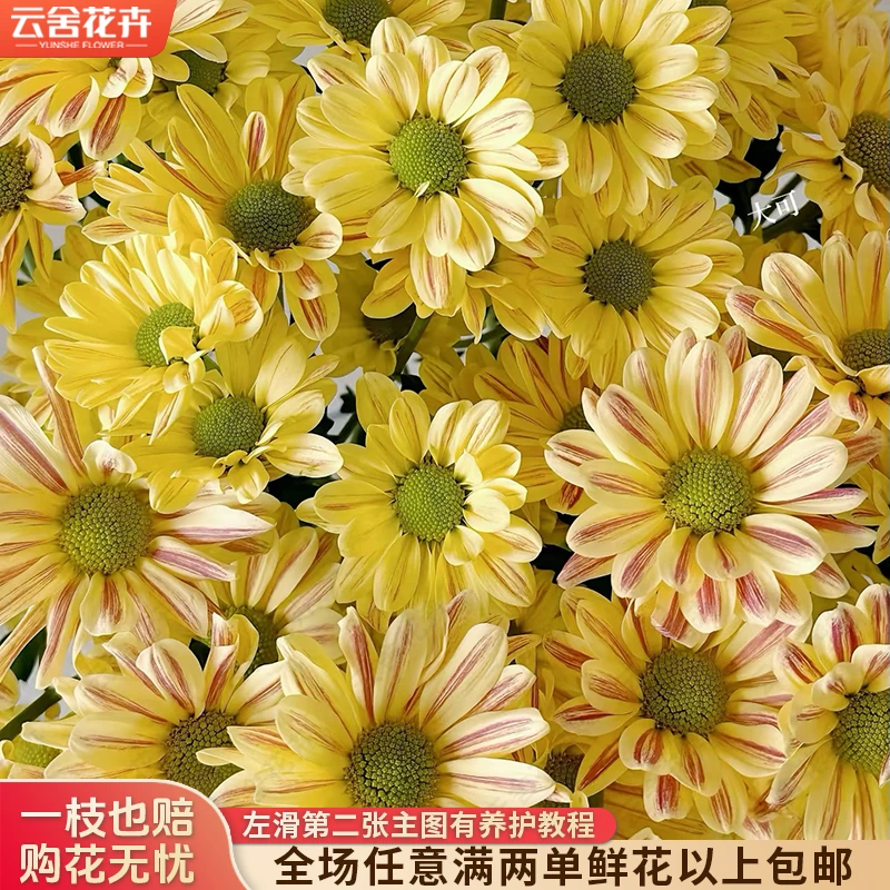 【云舍花卉】【奶油斑纹】小菊全场任意满两单及以上鲜花包邮发货