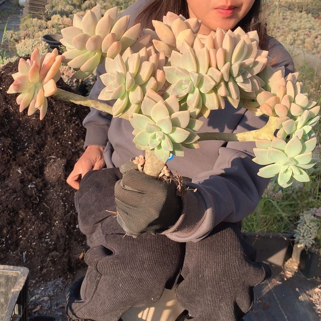 229 淡雪缀 一物一拍