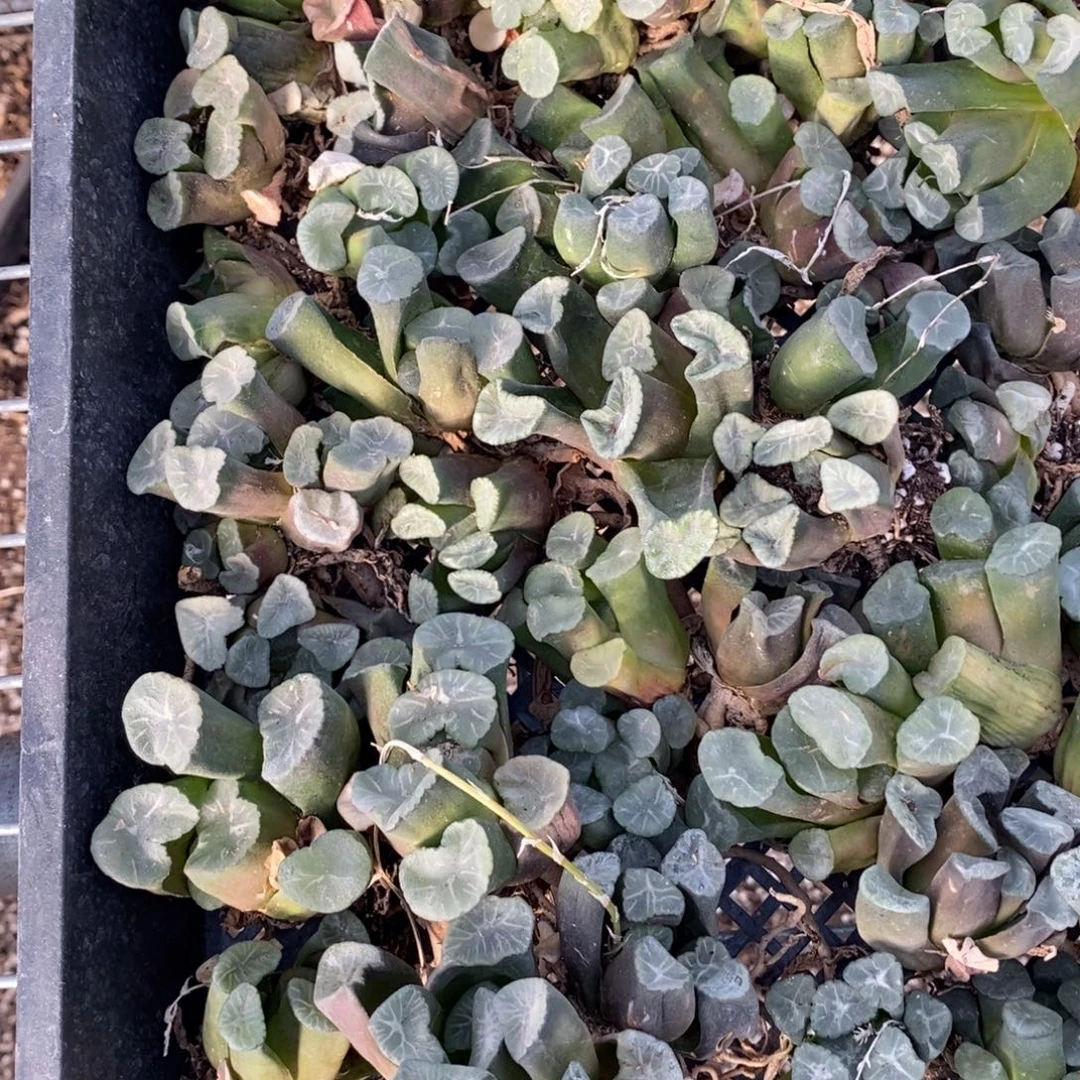 2712 一颗实生大万象 高货品种 超级福利