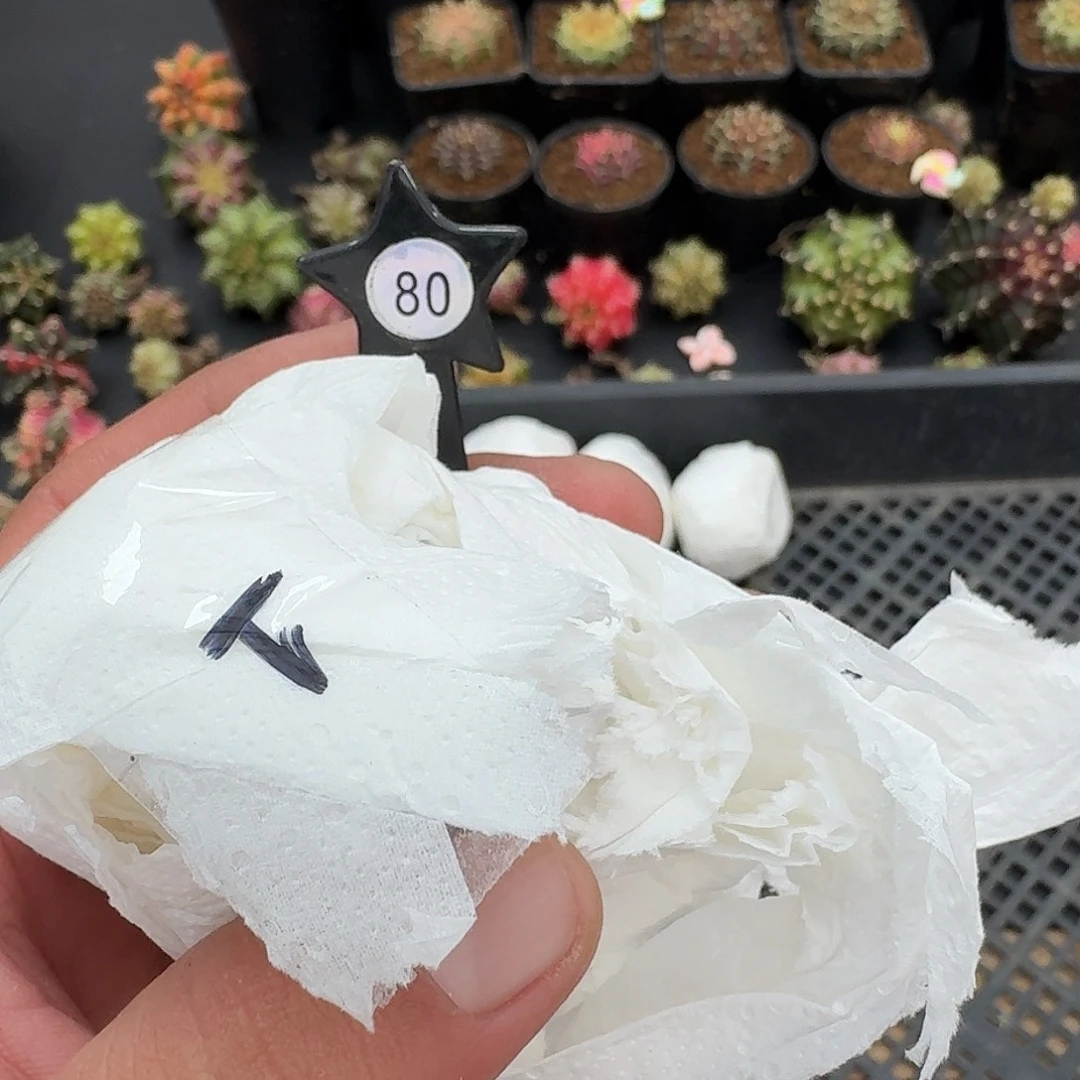 啊***虎米哈实生自然锦80