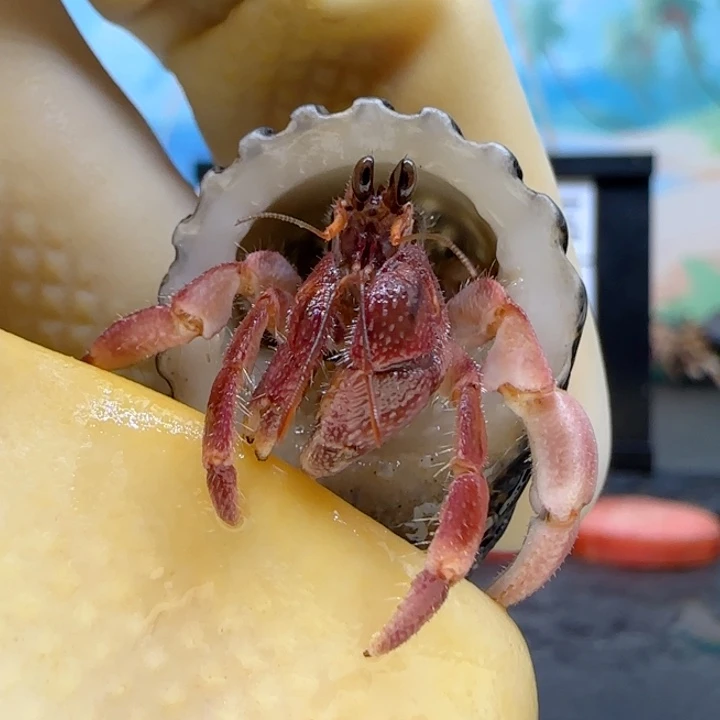 A72酒红 灰白1.3cm口径