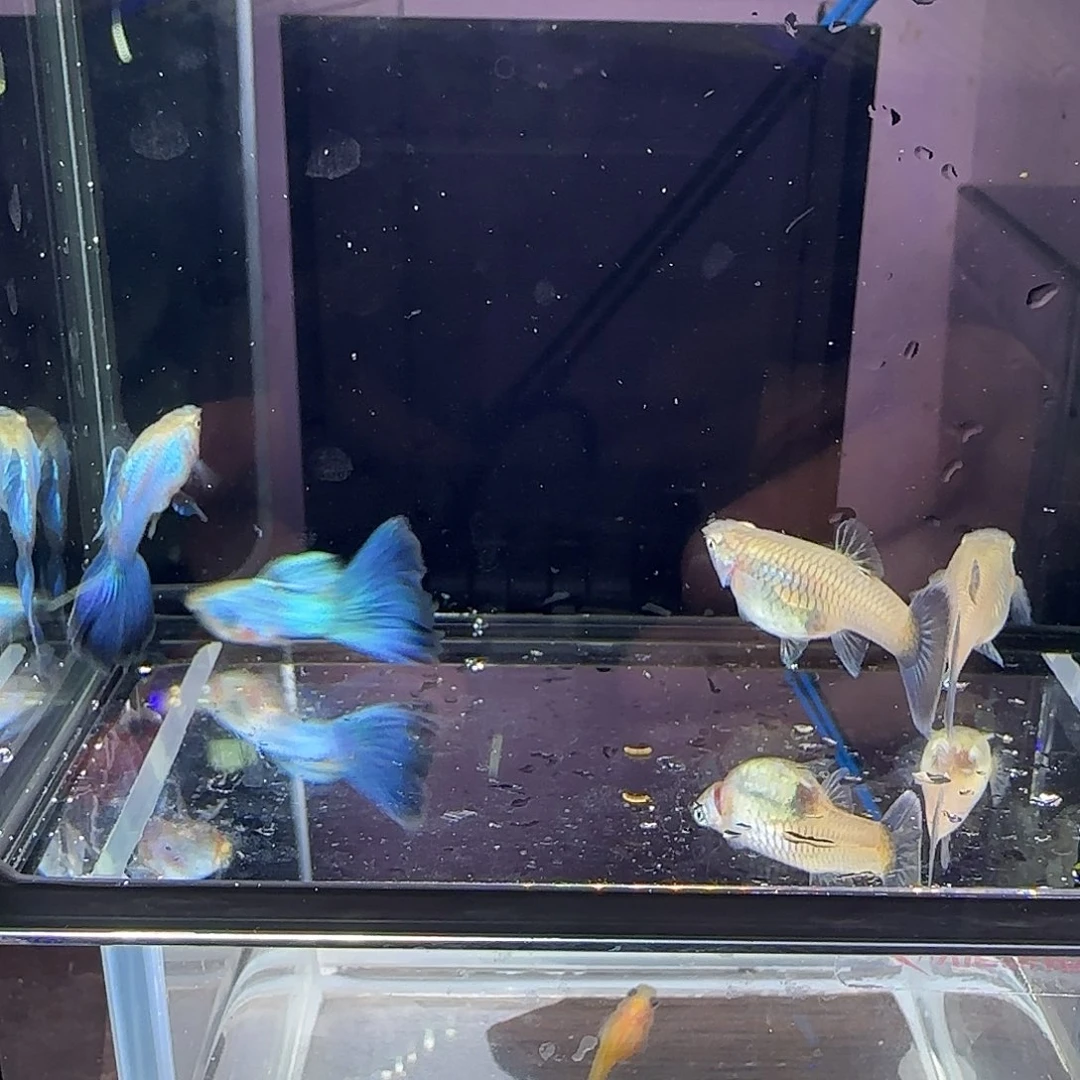 孔雀鱼新加蓝两对，三个月