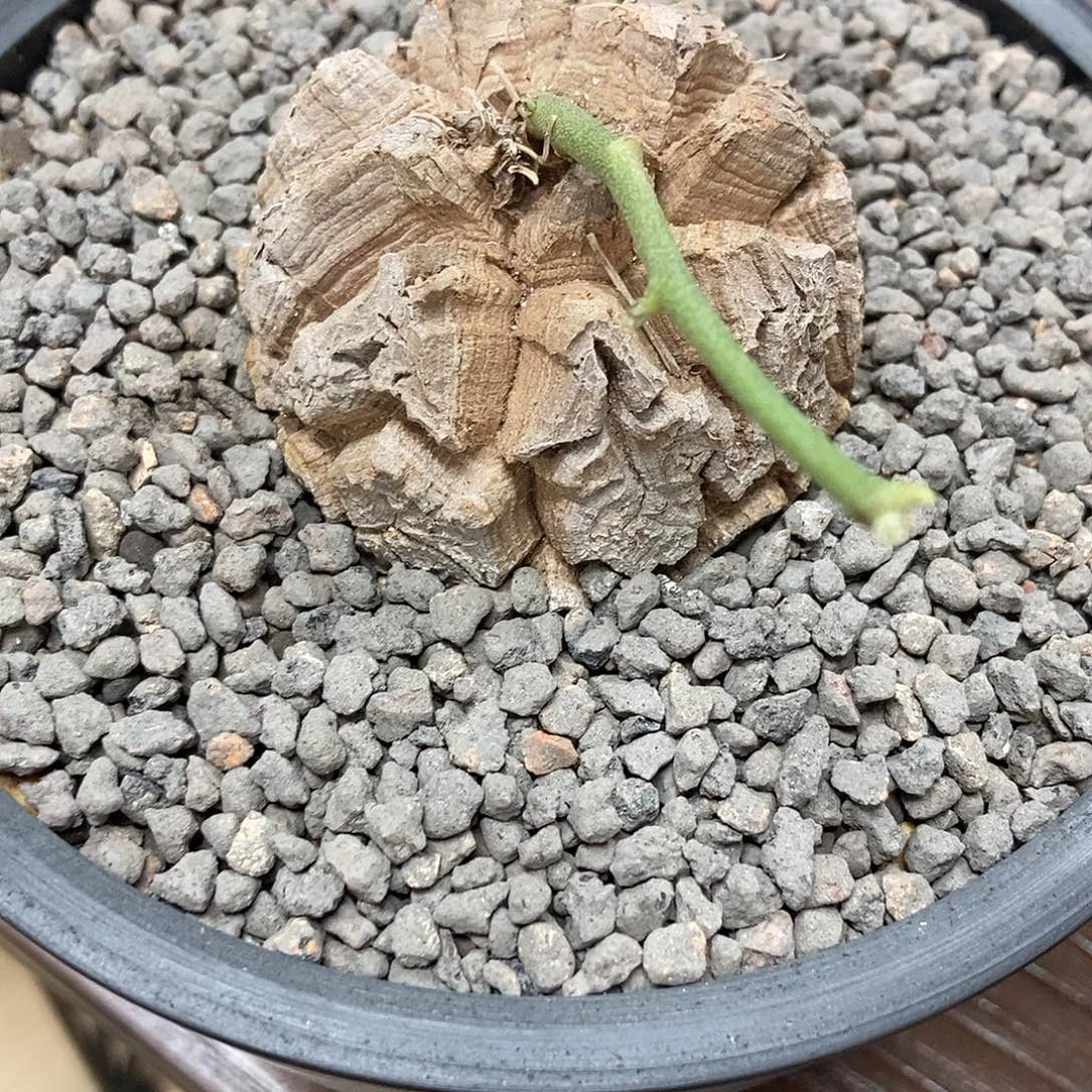 *****龟甲龙带盆顺丰包邮