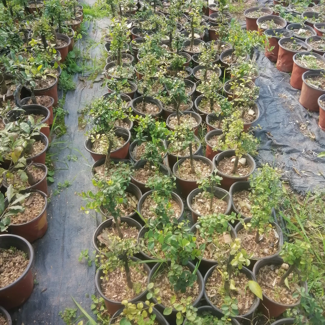 小山灌木金弹子可观花观果，直播间，一物一拍
