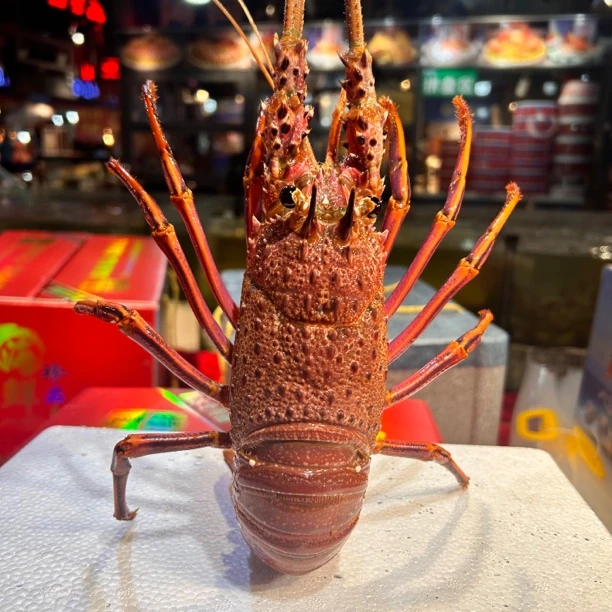 缺氧红龙墨龙龙虾肉质鲜美