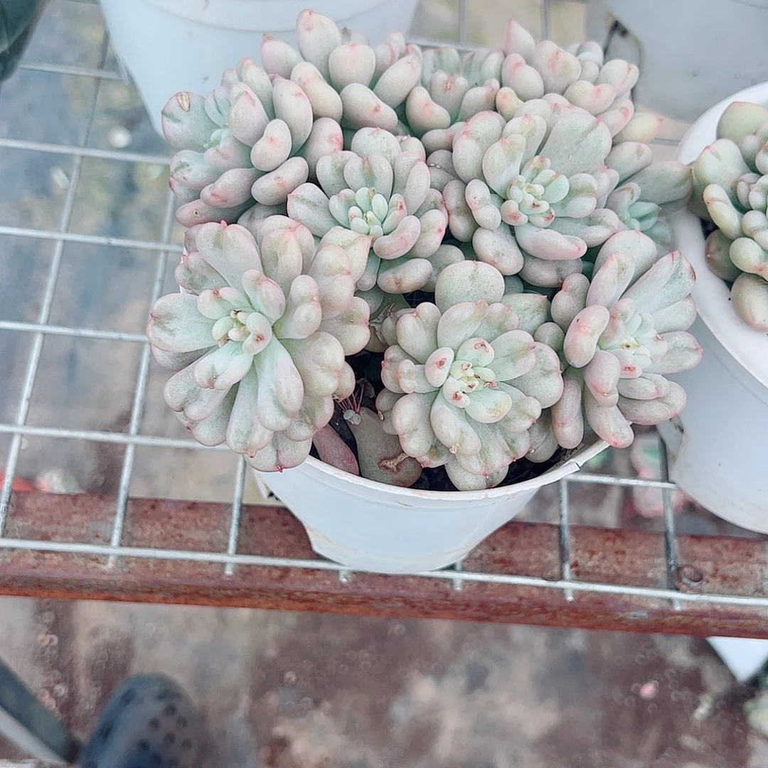 比尔盖茨多头群生老桩
