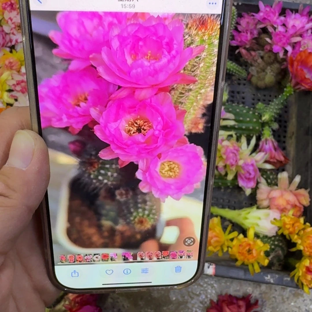 391白檀华丽粉2个无根侧牙小，20包邮