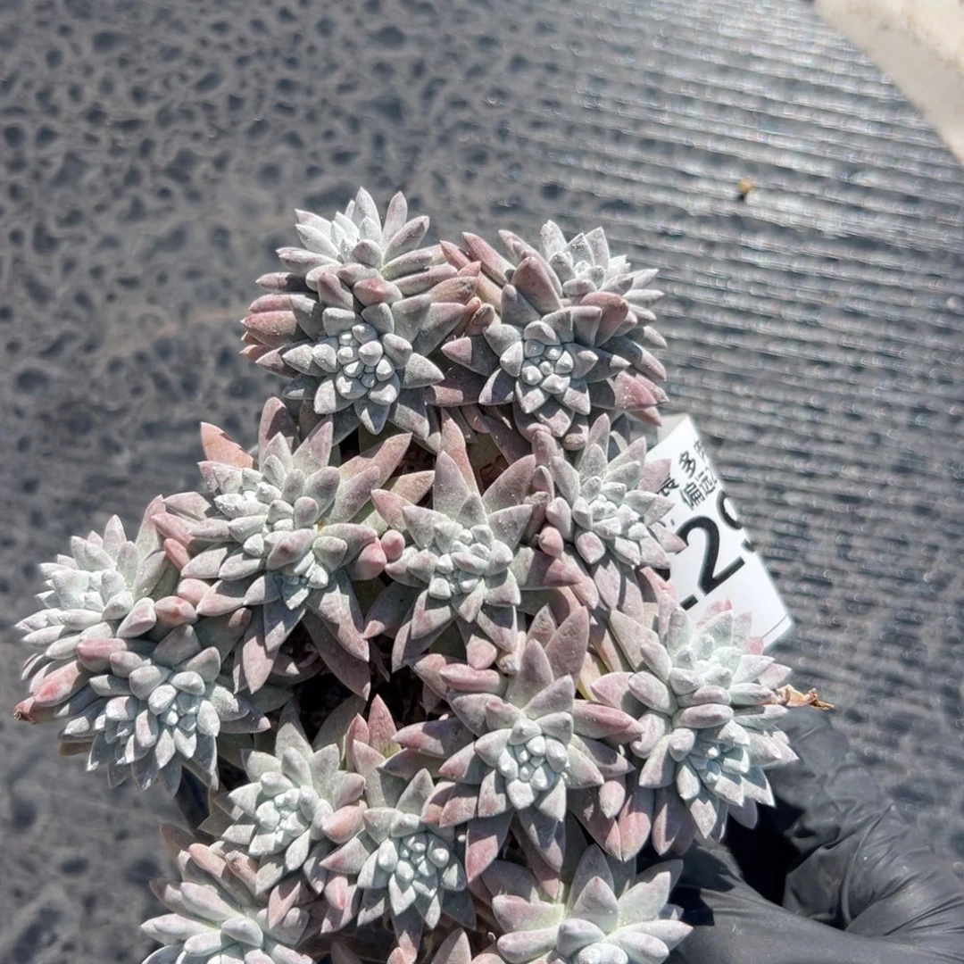 大脸白菊～一物一拍2293