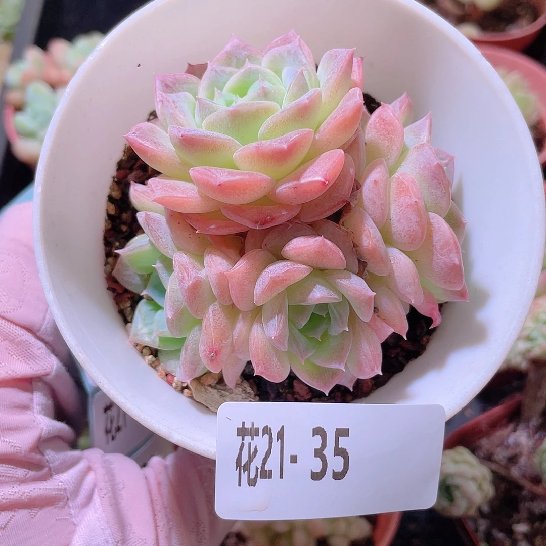 花利美21-35纯爱群