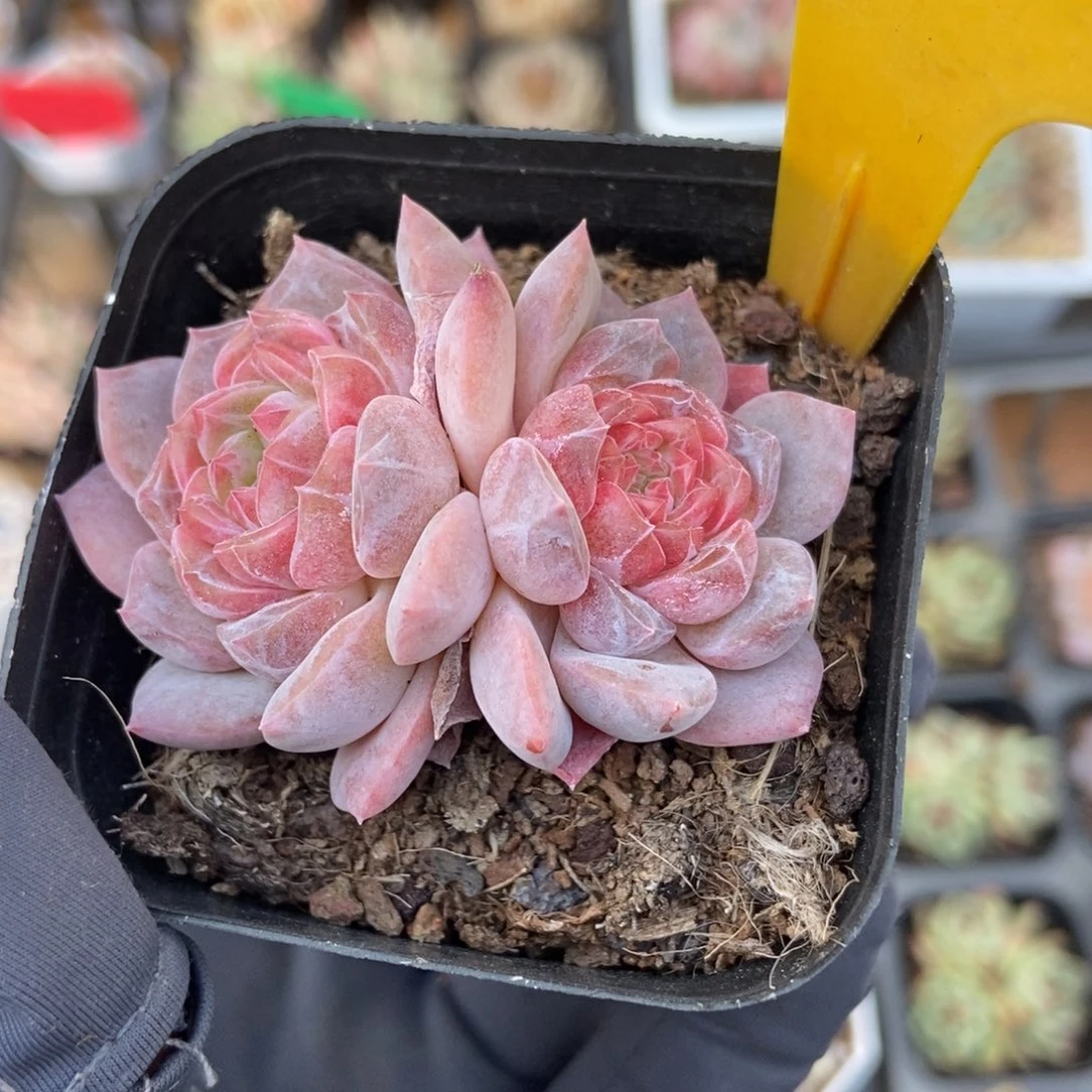 1607冰魄多肉植物保护