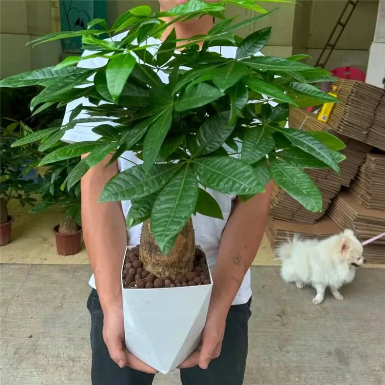 5年老桩[【230】发财树室内绿植种植大象腿发财树办公室盆栽基地