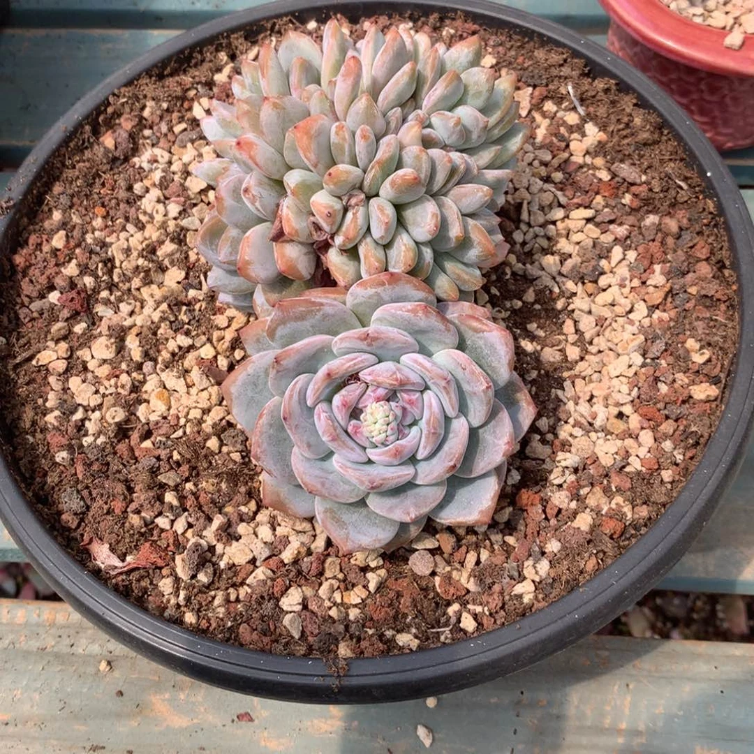 无花朵紫皮花花花花花花花花花