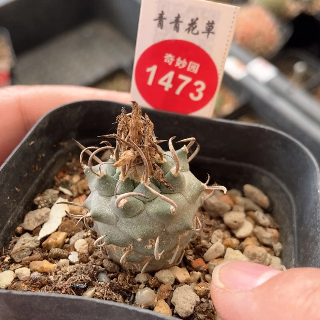 实生优选娇丽根部有疤558866一棵仙人球