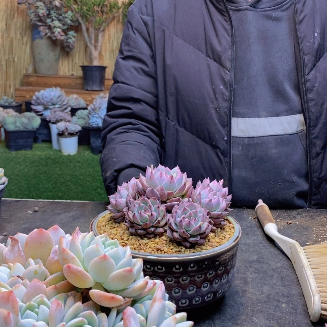 前**事H12号原始卡罗拉带盆发