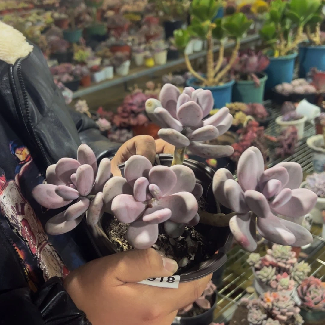 奶酪四头起发老桩