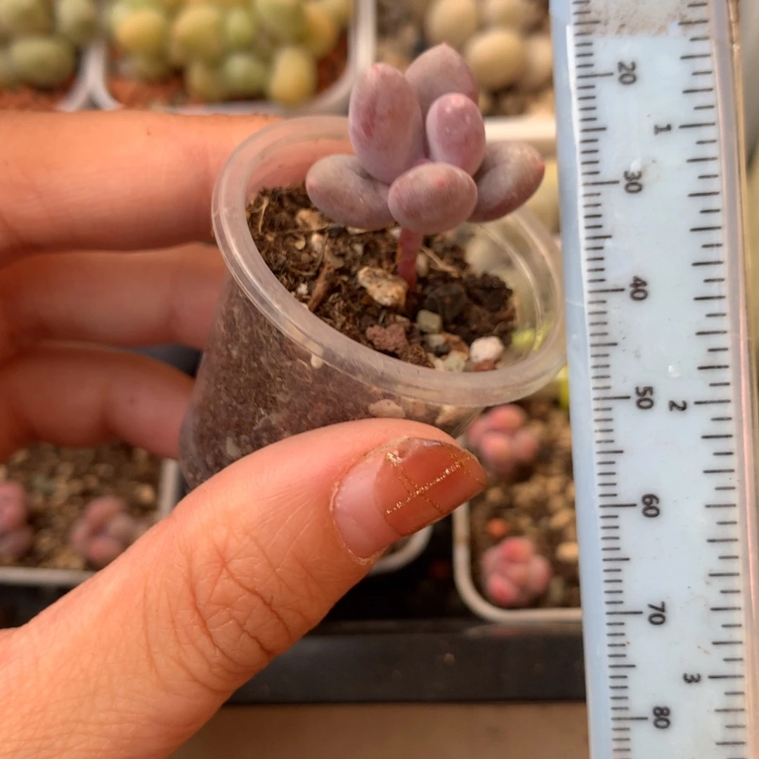 彩虹 不凑满28元发一片叶 不售后 到付