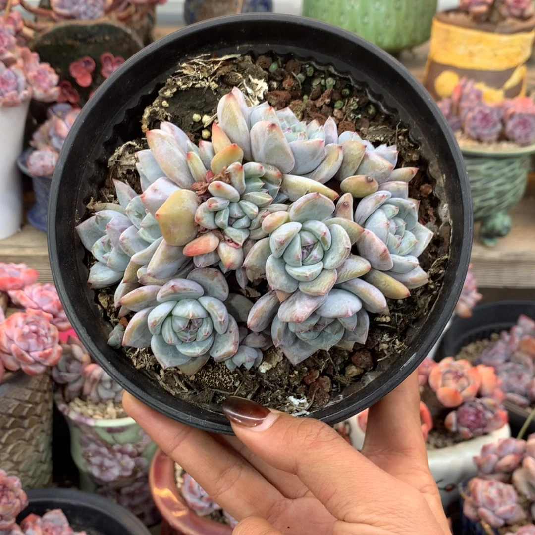 石榴籽无砍多头花花