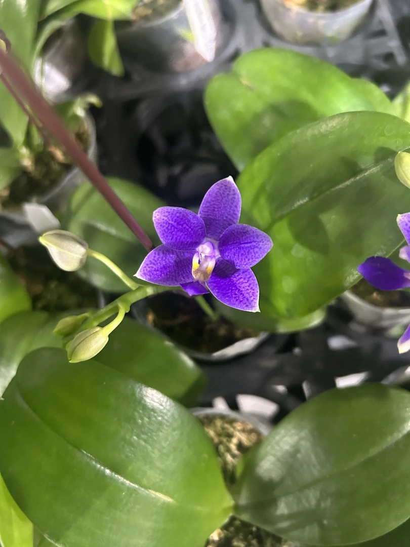 柳林蓝星  2.5寸 花剑或开花株  微瑕 少根