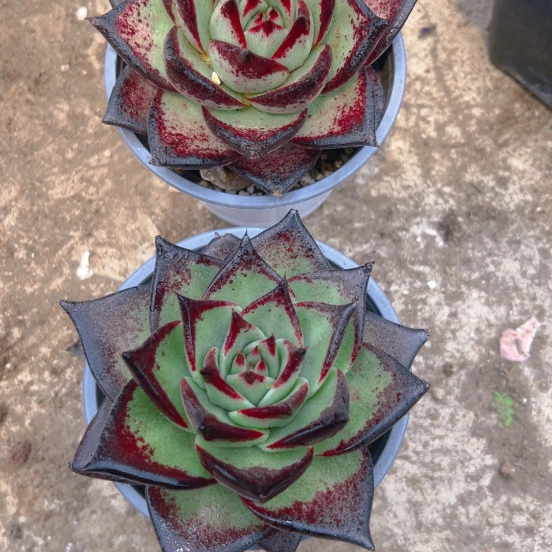 乌木多肉234578990975433