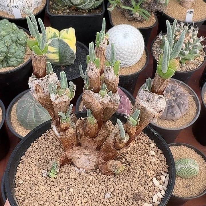 碧光环仙人球12345