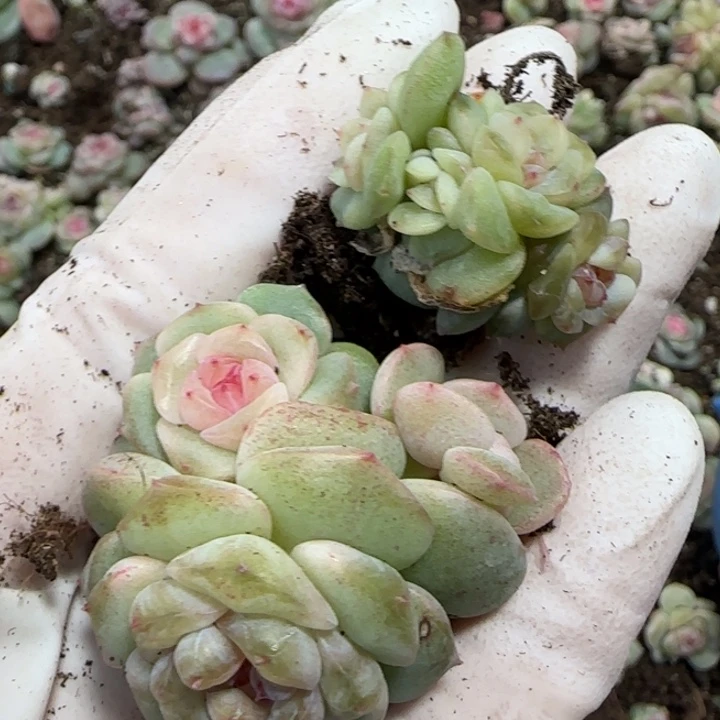 47号王者系列群生两颗