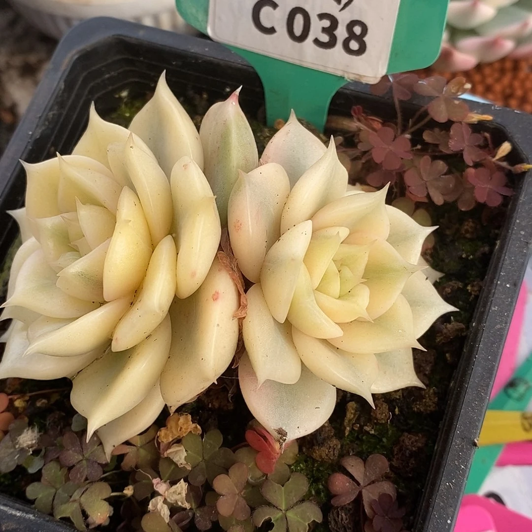 038双头贝加尔湖哈哈哈