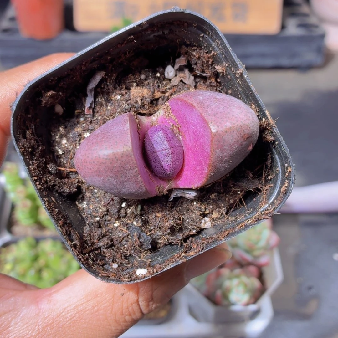 紫元宝多肉9.9包邮发货