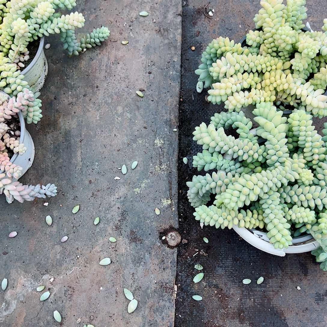 彩虹玉坠两盆散装带盆土