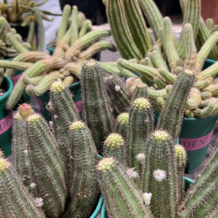 群生多头白檀维罗纳带花苞