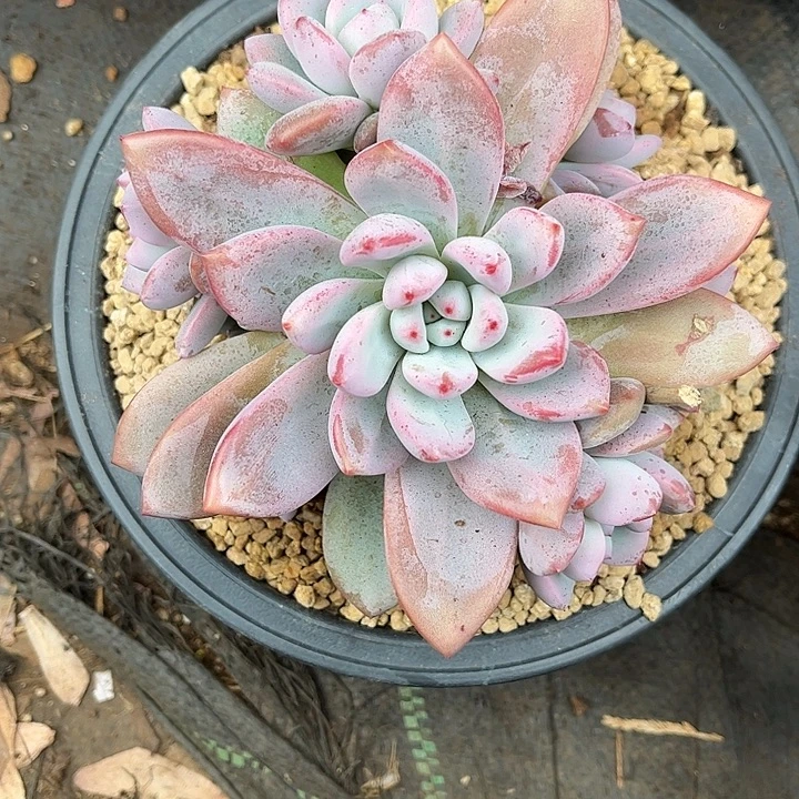 多肉植物一物一拍