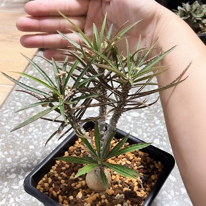 瓦莲6666666666666666