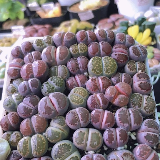 无花朵0972，10厘米盆如图