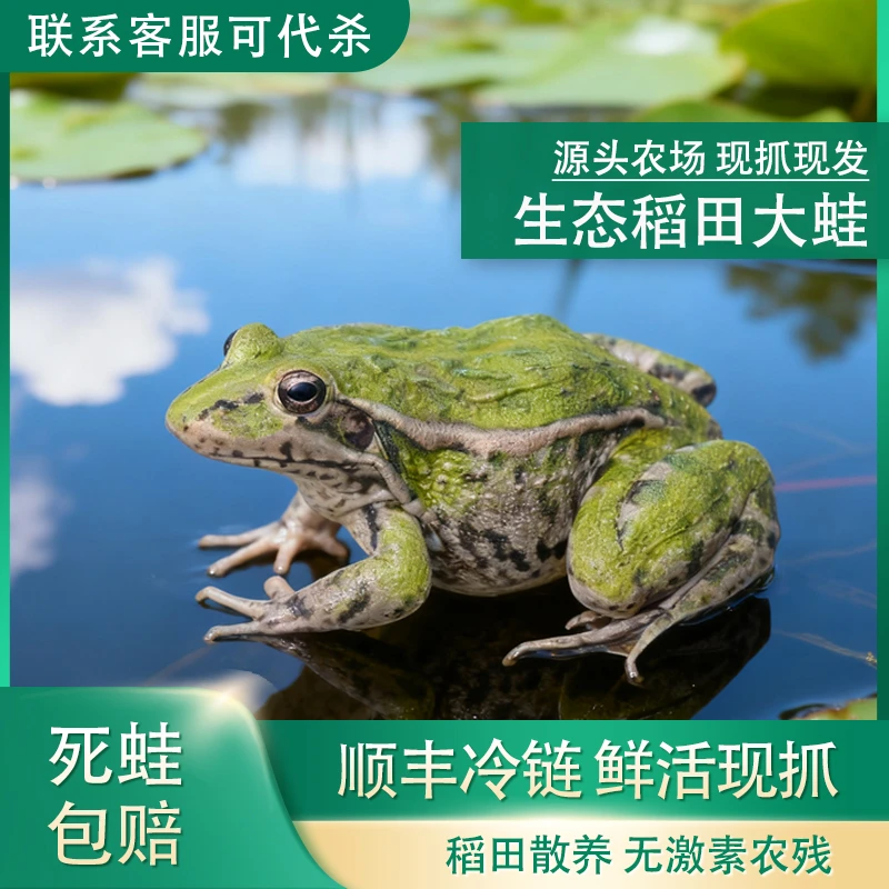 [散养大蛙]青蛙稻田蛙顺丰冷链发货稻田养殖非野生非牛蛙