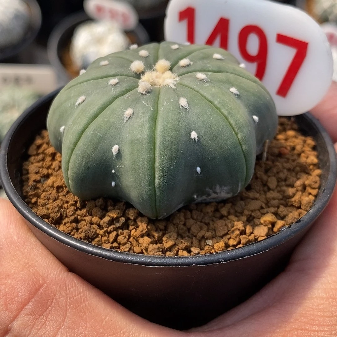 1497海星福利特价咯欢迎