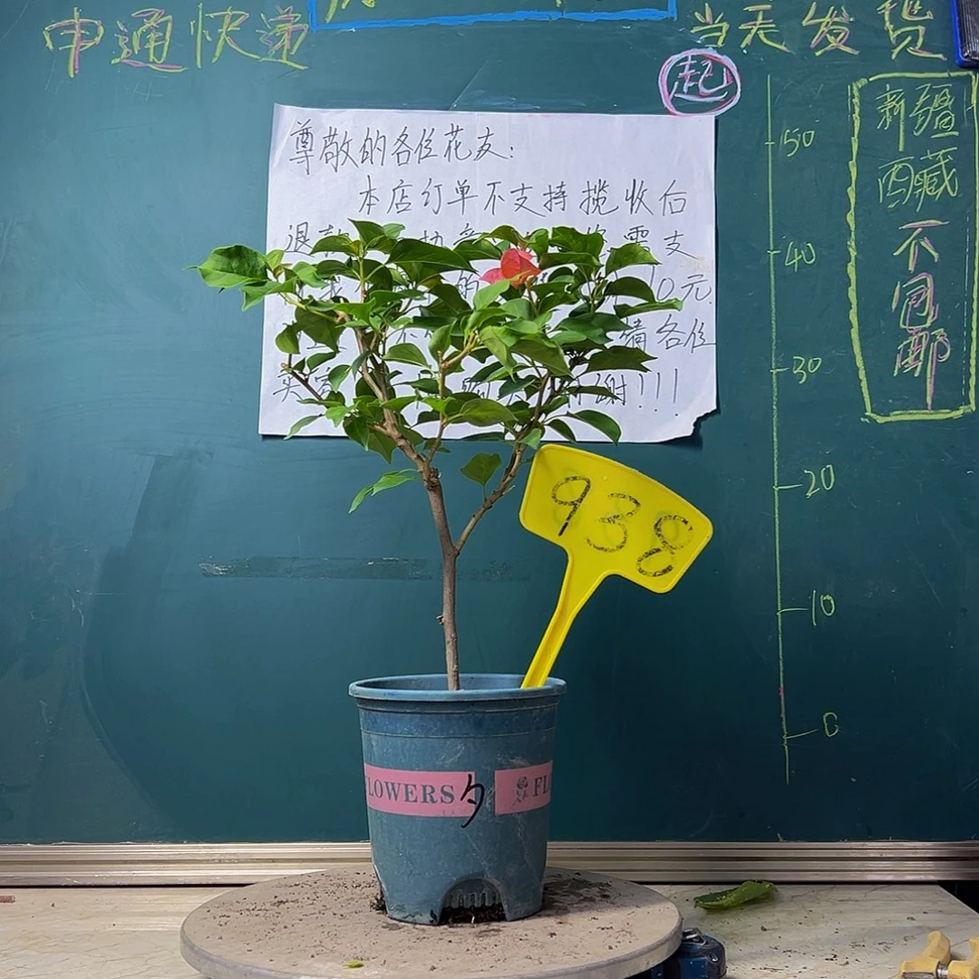 当前无花栽培后可以开花暗斑夕阳红938