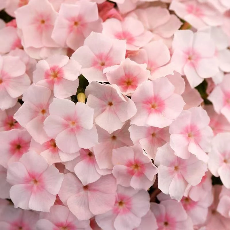 爱诗鲑鱼情书福禄考多年生盆栽地载【四季植觉甄选】介意掉花勿拍