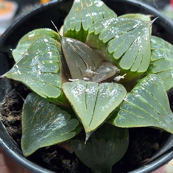 十二卷多肉媚凤111