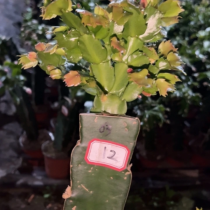 一***求，12号带盆063嫁接苗