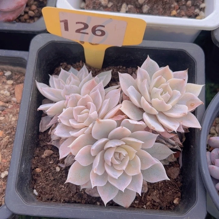 健健康康平平安安