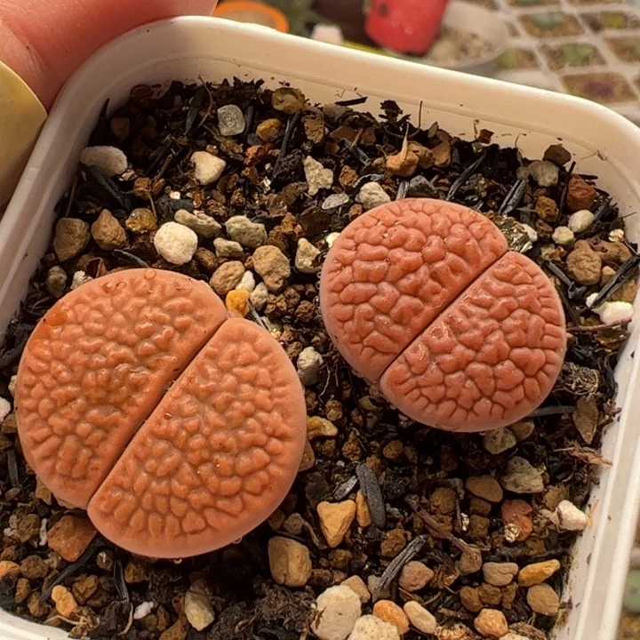 脑纹红富贵多肉植物百科