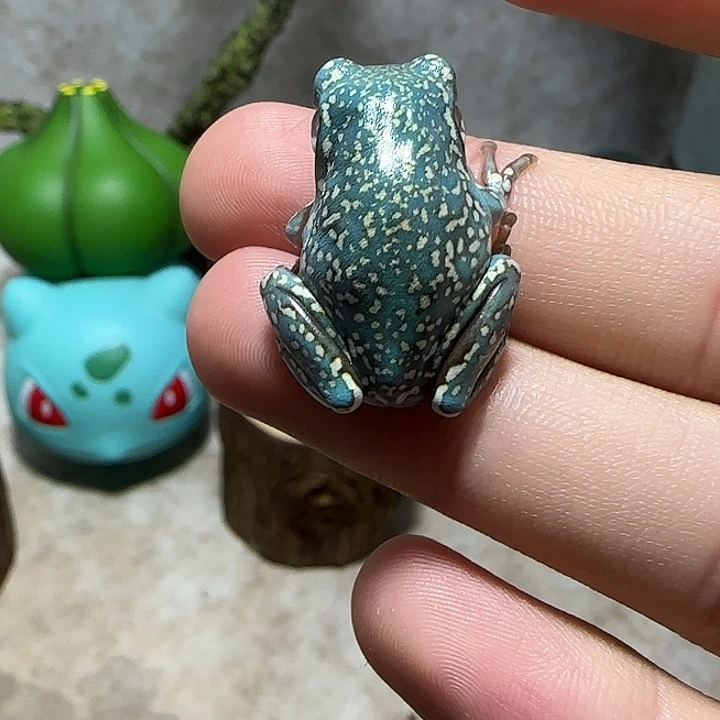 老爷树蛙13 顶级暴雪魔鬼蓝