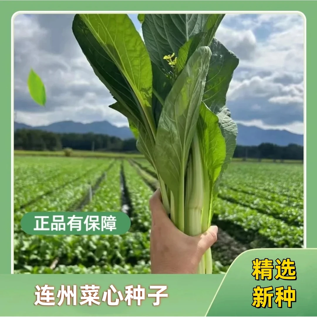 【连州菜心种子】四季阳台可种植花盆泡沫箱小院盆栽