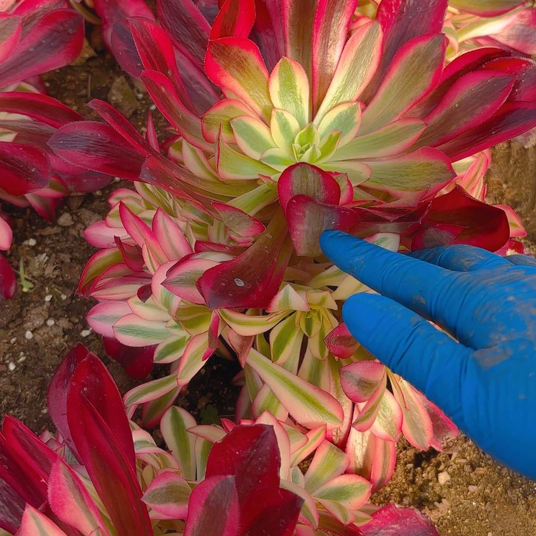 美杜莎手捧多肉植物