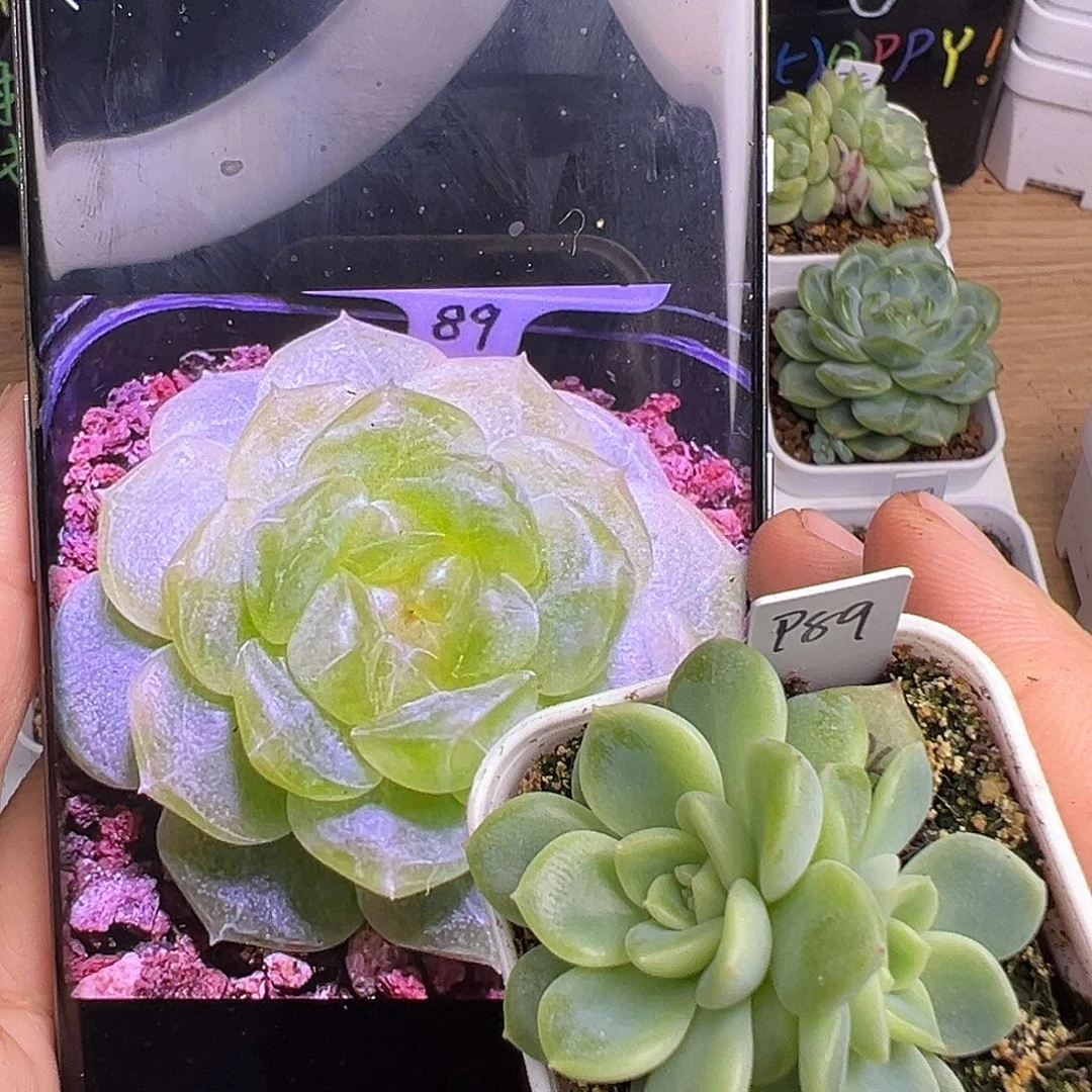 P89甜心多肉一物一拍