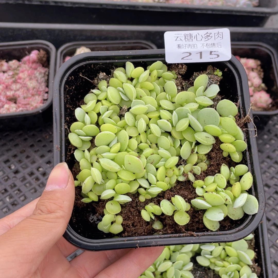 云糖心多肉植物215