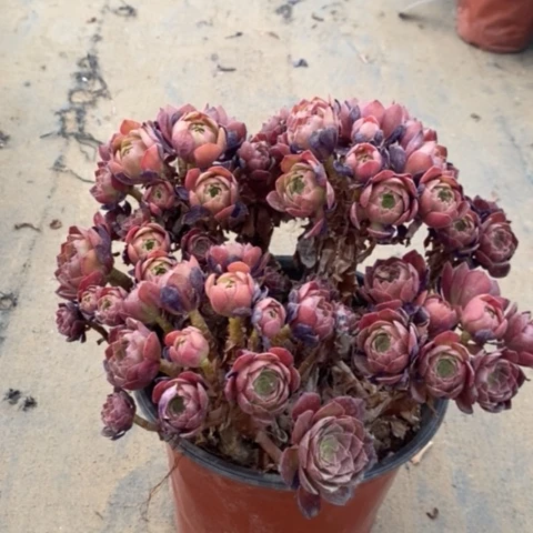 万圣节多肉有断枝001