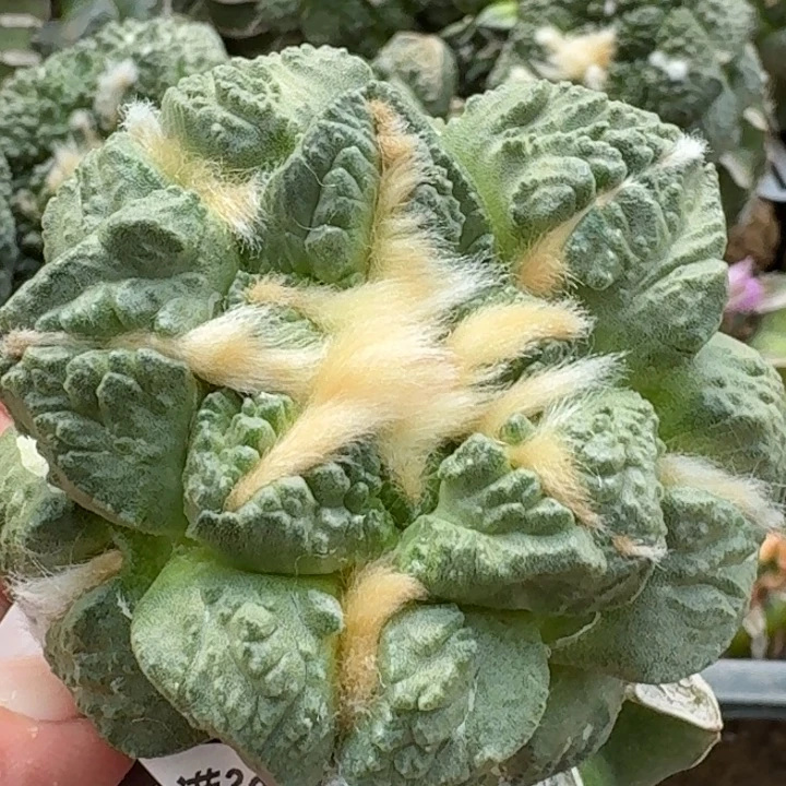 无花朵苗接志贺龟甲359